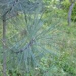 Pinus coulteri Прочее