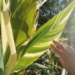 Alpinia zerumbetLeaf