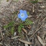 Nemophila menziesii Květ