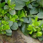 Euonymus japonicus Leaf