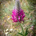 Trifolium purpureumКветка