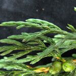 Juniperus recurva आदत