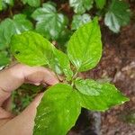 Circaea alpina Leaf