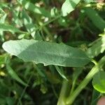 Atriplex littoralis Leaf