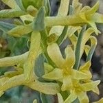 Thymelaea pubescens Virág