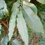 Quercus castaneifolia Folio