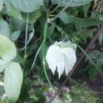 Dalechampia scandens Blad