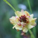 Trifolium badium Çiçek