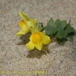 Linaria thymifolia Otro