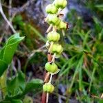 Orthilia secunda Fruit