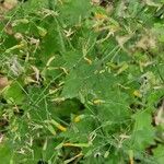 Lactuca muralis Leaf