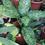 Dieffenbachia seguine Levél