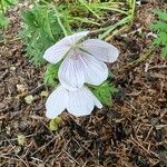 Geranium clarkei Кветка