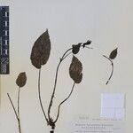 Henckelia grandifolia