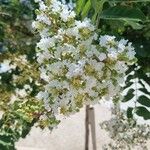 Lagerstroemia speciosa Flower