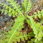 Sonchus ustulatus Leaf