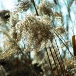 Phragmites australis Owoc