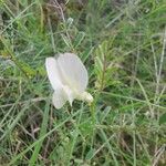 Vicia lutea List