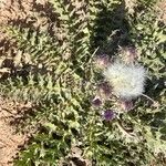 Silybum eburneum Fruto