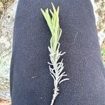 Lavandula pedunculata Blatt