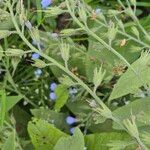 Symphytum caucasicum Fruto