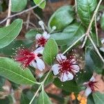 Feijoa sellowianaFoglia