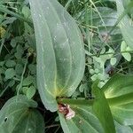 Gentiana lutea List