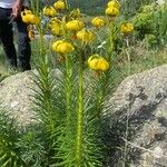 Lilium pyrenaicum Muu