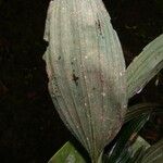 Palmorchis sordida ഇല
