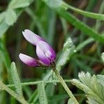 Astragalus asterias