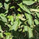 Elaeagnus multiflora Leaf