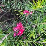 Grevillea rosmarinifolia 花