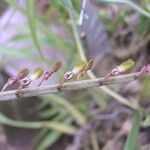 Bulbophyllum calyptratum Flor