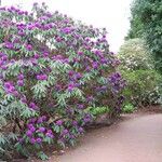 Rhododendron niveum Hábitos