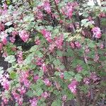 Ribes sanguineum 整株植物