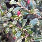 Cotoneaster integrifolius Blad