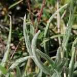 Plantago monosperma Blad