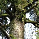 Picea abies বাকল