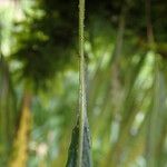 Pleopeltis macrocarpa Leaf