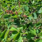 Amelanchier alnifolia Fruit
