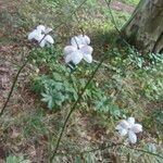 Anemonopsis macrophylla Květ
