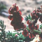 Rumex papilio Fruto