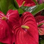 Anthurium scherzerianumЦветок