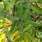 Bryophyllum pinnatum Blad