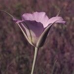 Calochortus macrocarpus Flor