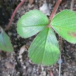 Fragaria chiloensis Листок