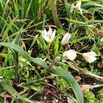 Tulipa turkestanica Flor