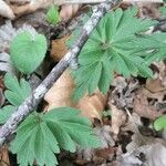 Anemonoides ranunculoides Blad