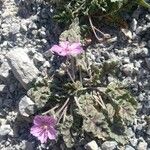 Erodium boissieri Хабит