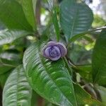 Psychotria urbaniana Цвят